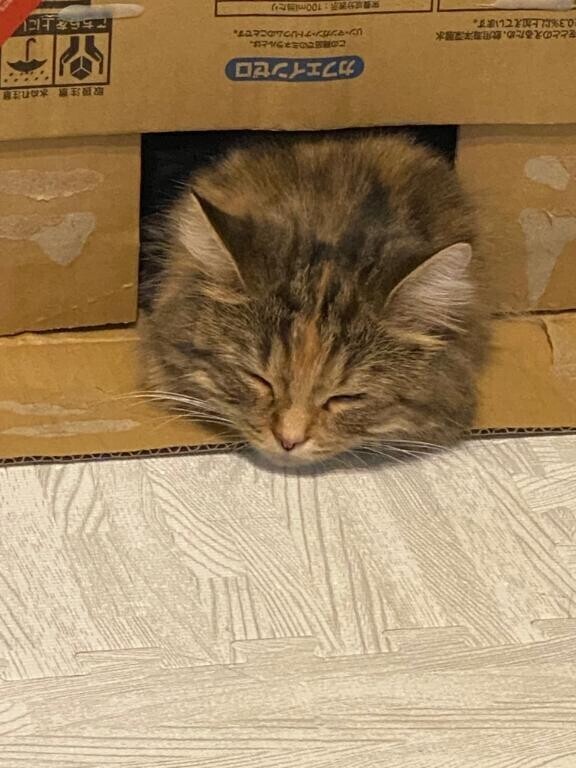 しのぶさん推し?