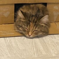 まき