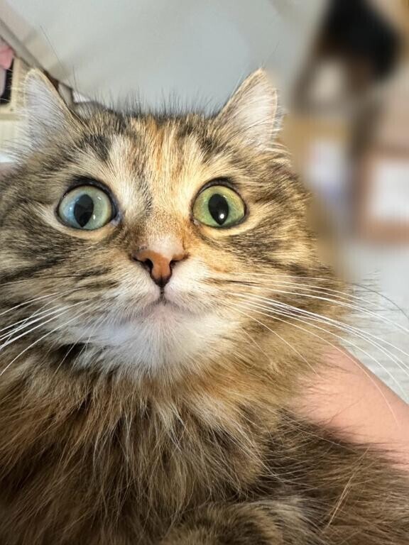 おしのぶ様から【お珍宝】頂きました