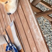 りんな