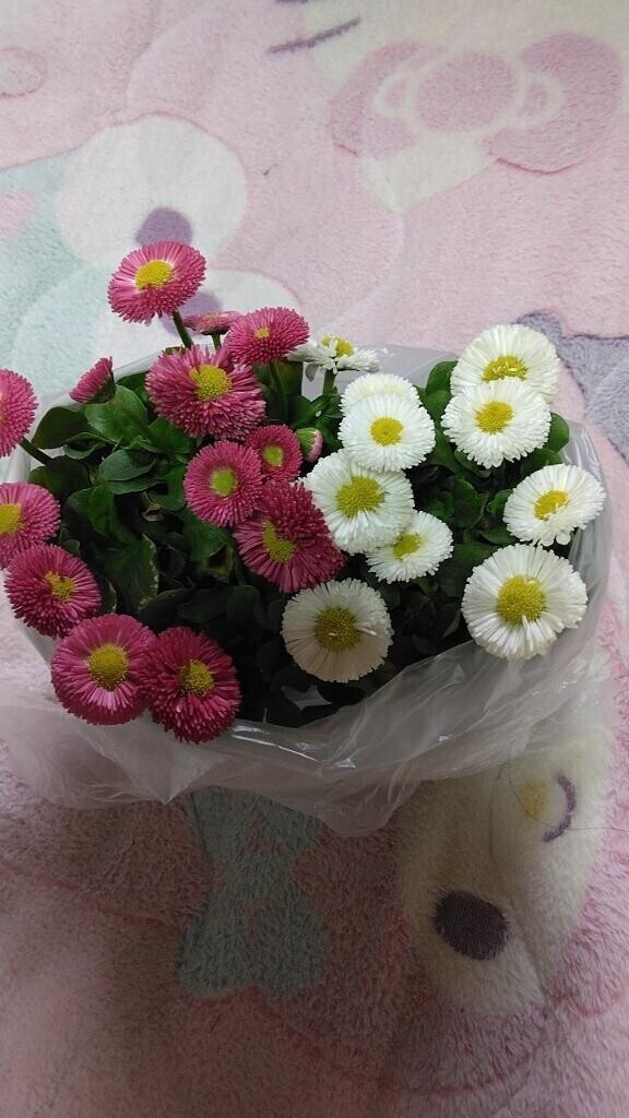 神栖の皆様へ(⁠◍⁠•⁠ᴗ⁠•⁠◍⁠)