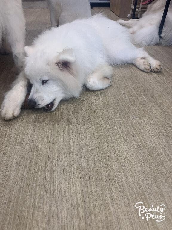 サモエドカフェいきました