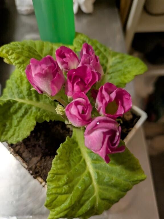 緊急お得なイベント！ただ今から！