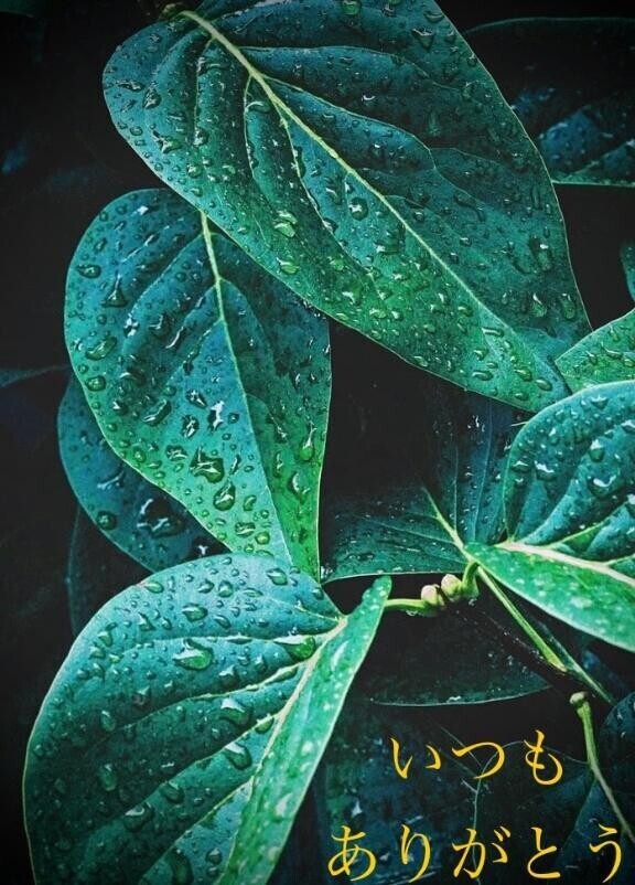 おはようございます