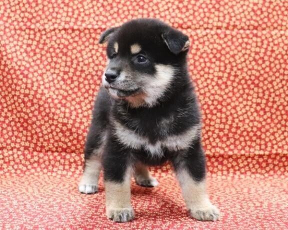 しのぶ姐さん大好き♡♡りょうこさん大好き♡♡