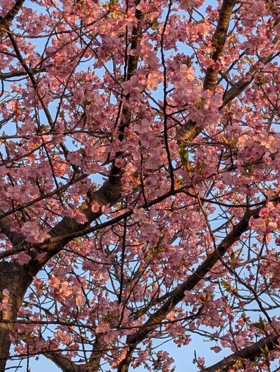 おはようございます