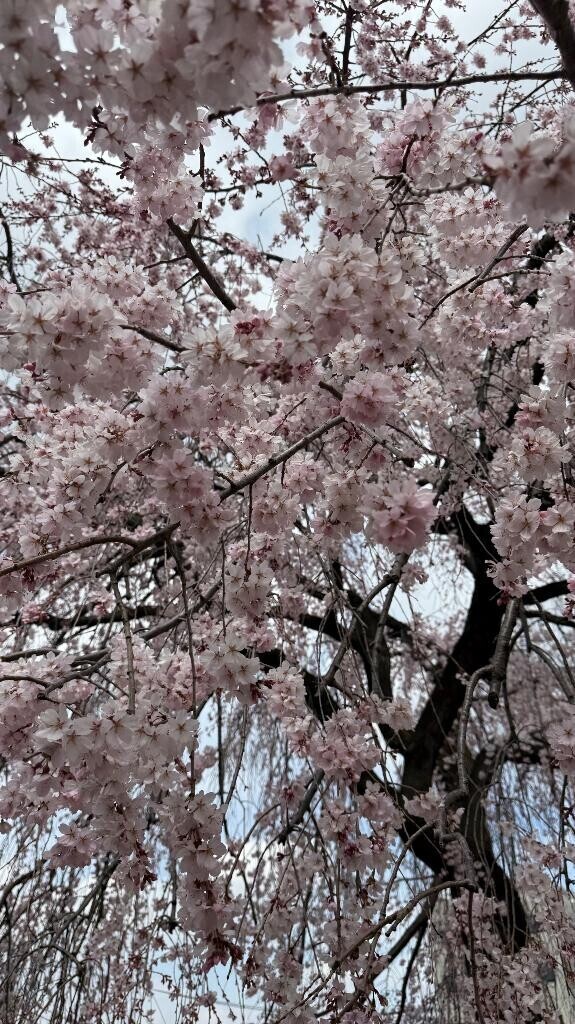 きょうから神栖へ