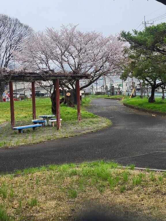 雨だー