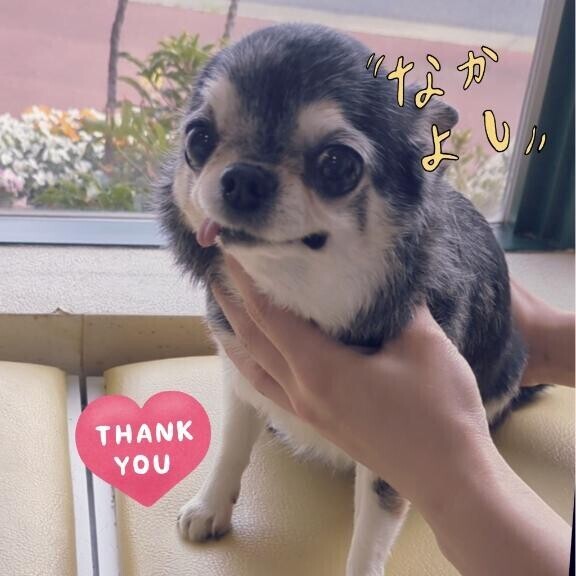 家にチワワ一緒やないかーーーい