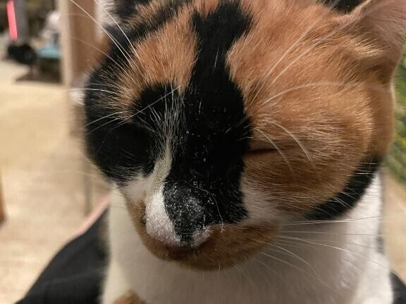 次回ご案内
