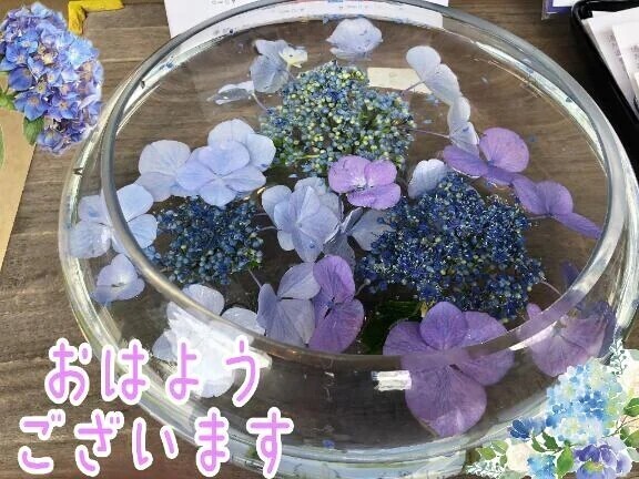 紫陽花