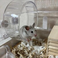 めあ【業界未経験】