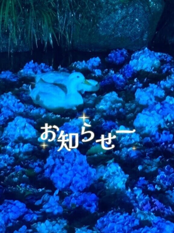 お知らせ🌸