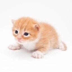 お休み頂いてます😿