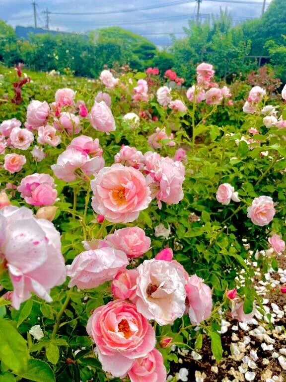 雨上がりのローズガーデン🌹✨