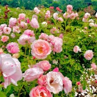 すずね【業界未経験】