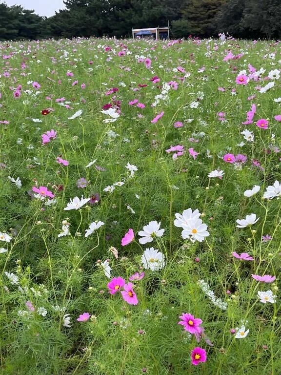 秋だねぇ🍁🍂