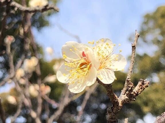 もうすぐ春ですね🌸
