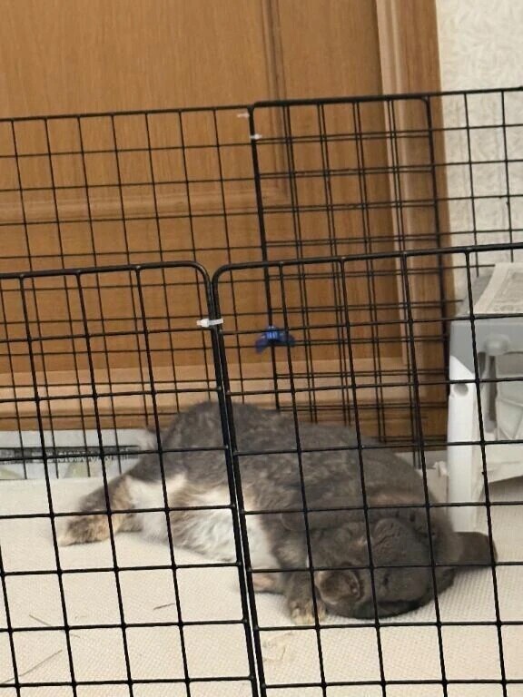 おやすみなさい~🦉🥀