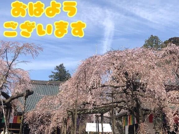 葉桜になってしまいましたね