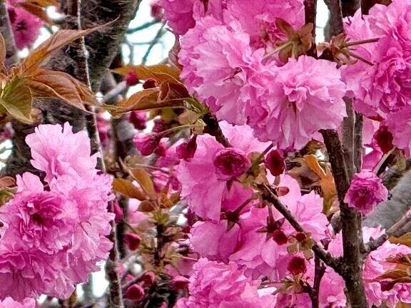 春のおすそ分け🌸
