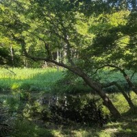 ほの