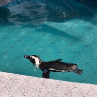 まり