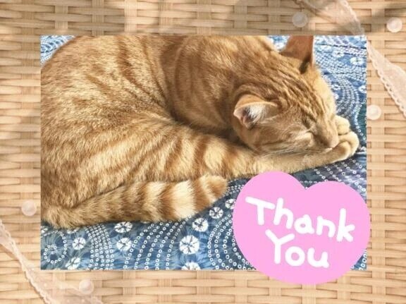 ねこねここねこ