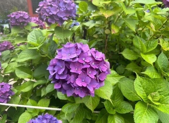 💐好き💐