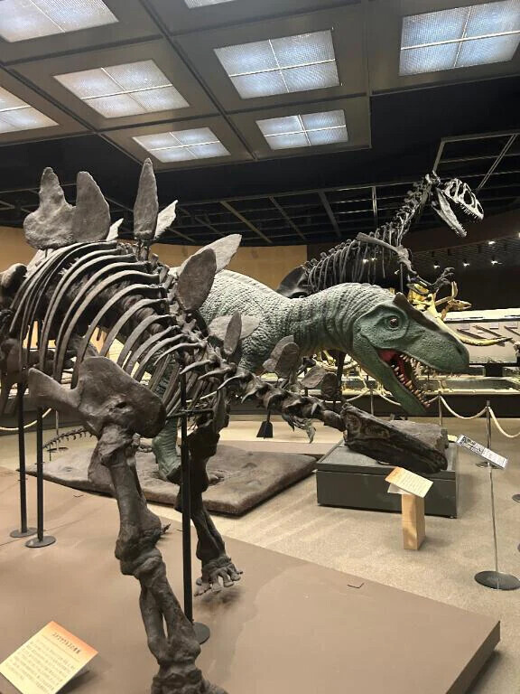 恐竜🦕