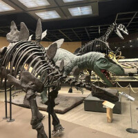 恐竜🦕