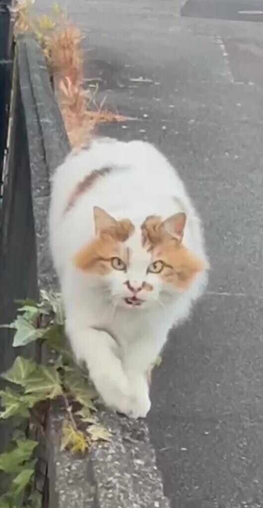 ねこちゃん🐱