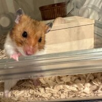 こなつ