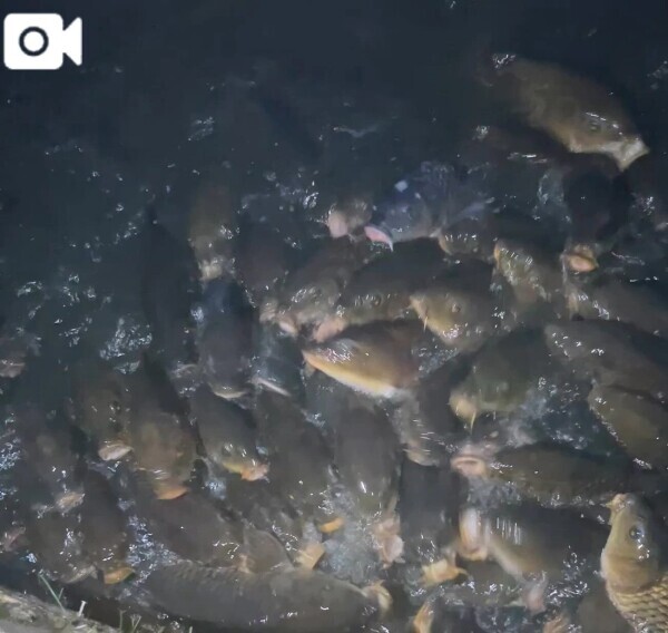 閲覧注意🐟笑笑