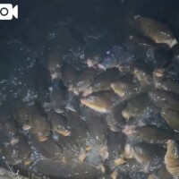 閲覧注意🐟笑笑