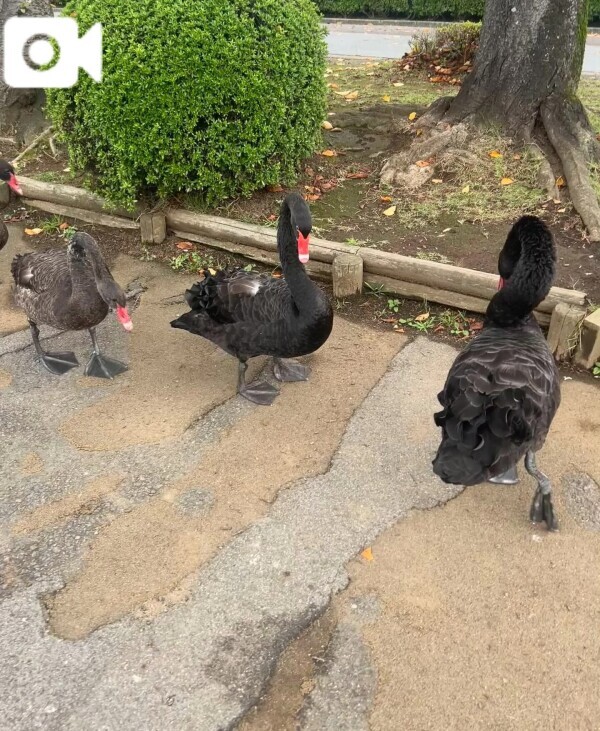 とってもながいね♡