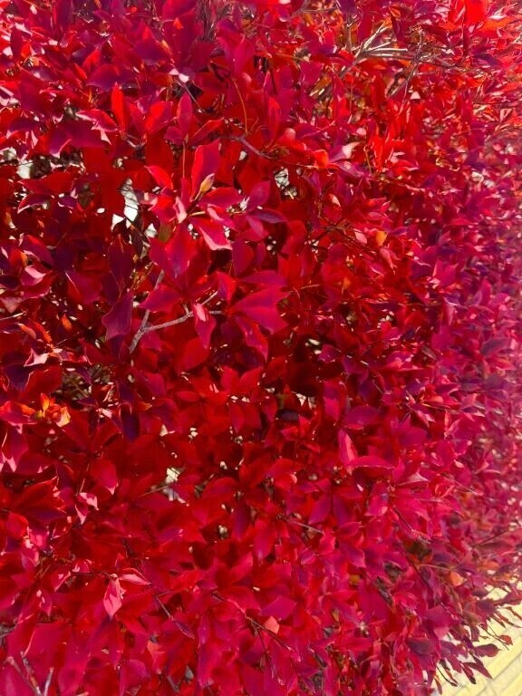 マイガール㊙️