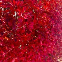 マイガール㊙️