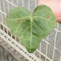 こんにちは