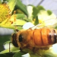 蜜・蜜み〜〜つけた