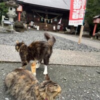 趣味の神社巡り