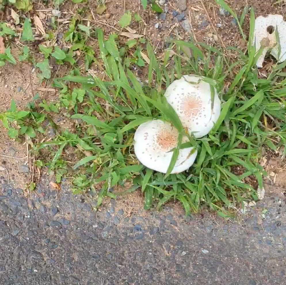 道端で