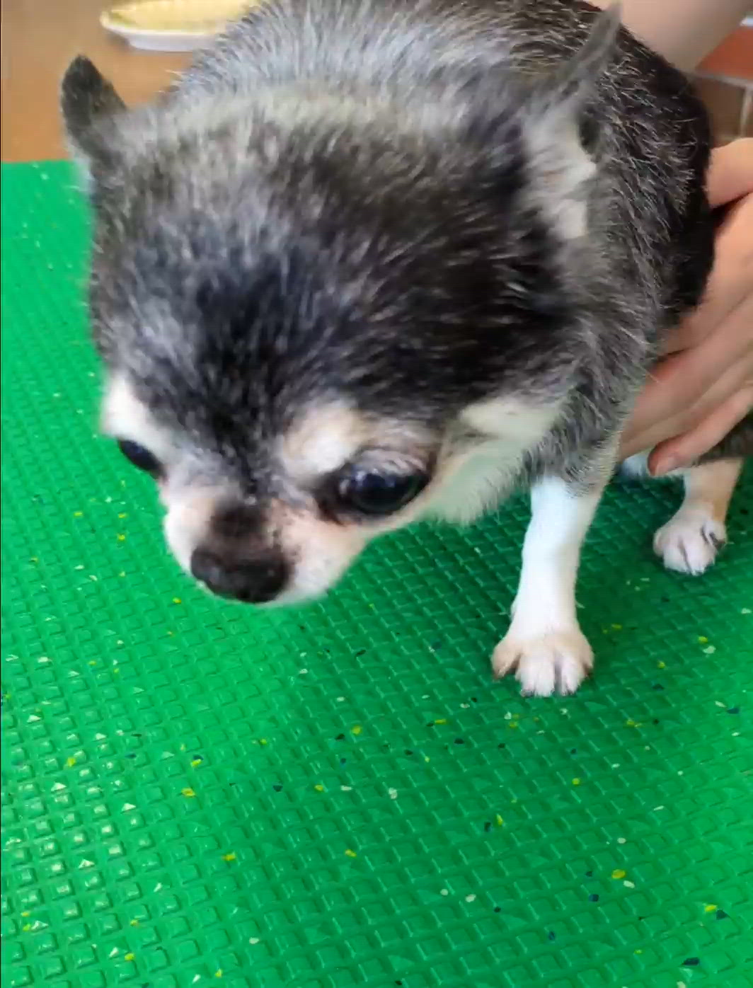 きょうのわんこ