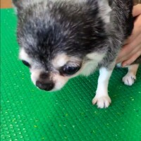 きょうのわんこ