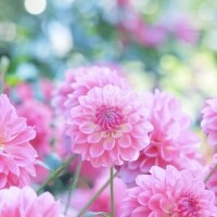 さくらんぼ