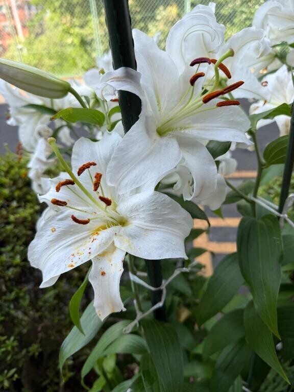 ヨガ・お花