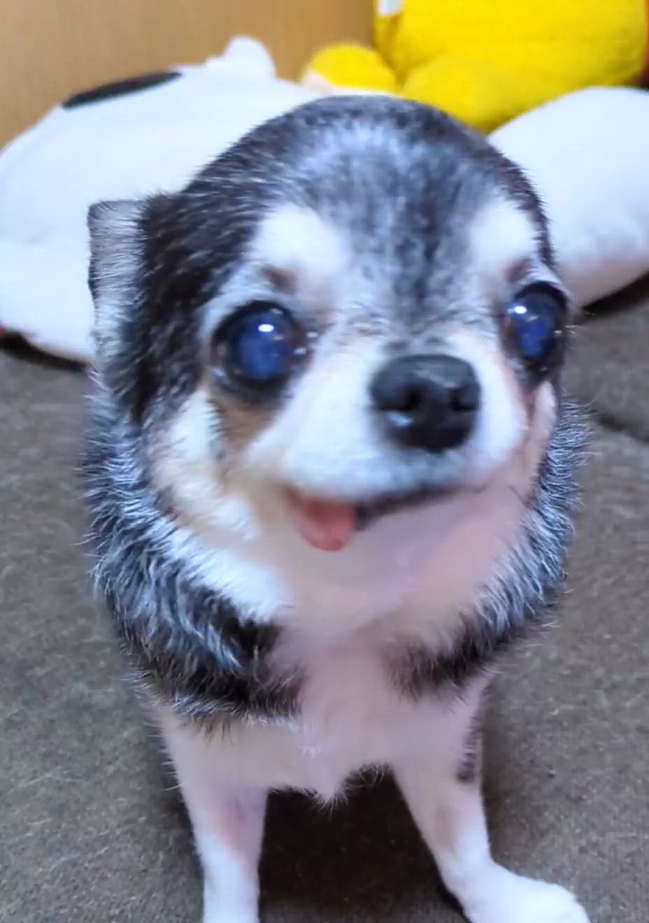 きょうのわんこ