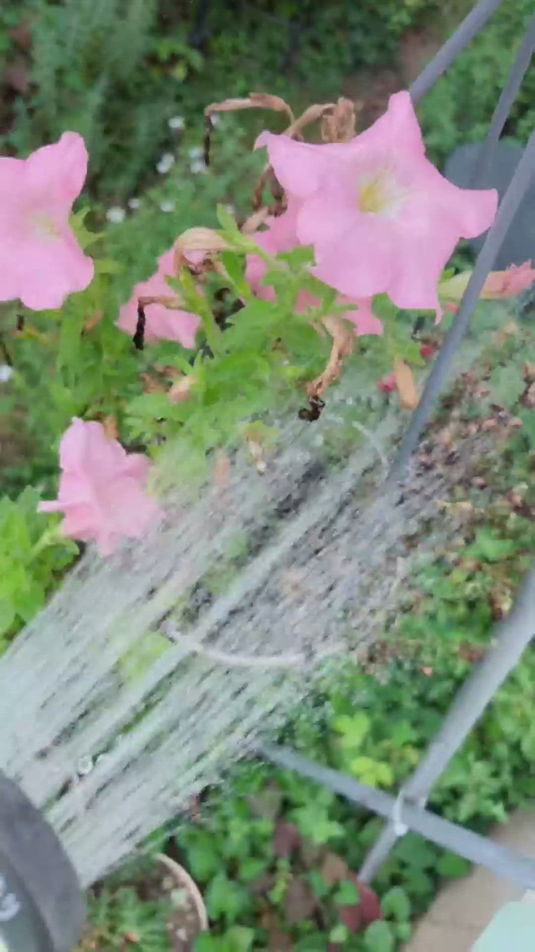 暑いから水巻き