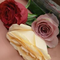 【お礼写メ日記】