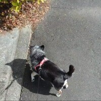 きょうのわんこ